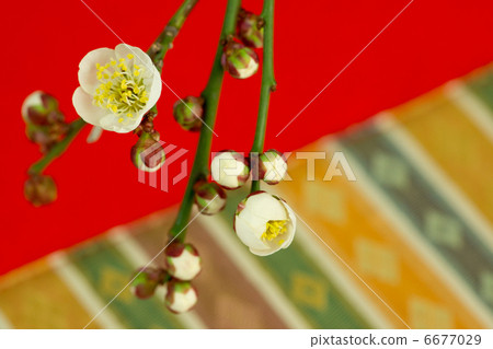 New Year material _ plum blossom New Year material _ plum blossom 6677029