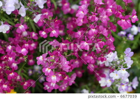 Rinaria Rinaria 6677039