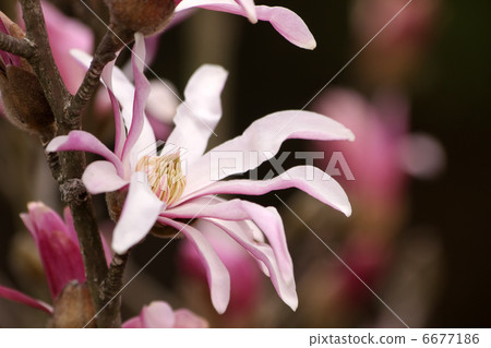 星花木蘭 6677186