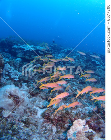 Flock of the acahipe Flock of the acahipe 6677200