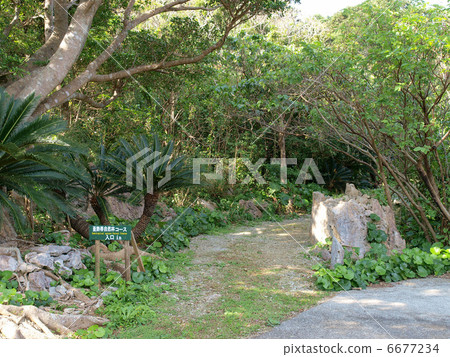 沖繩·大石林山 6677234