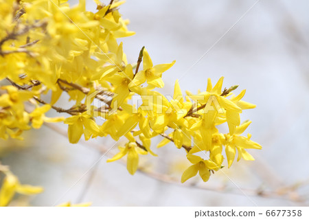 Forsythia 6677358