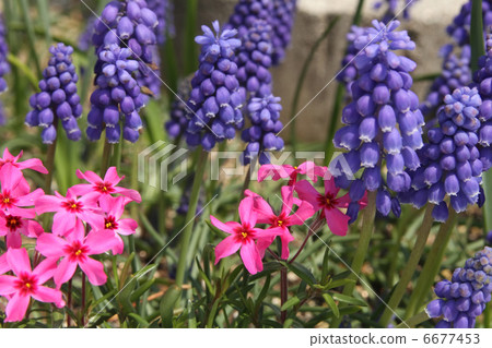 Shibazakura和穆斯卡里 Shibazakura和穆斯卡里 6677453