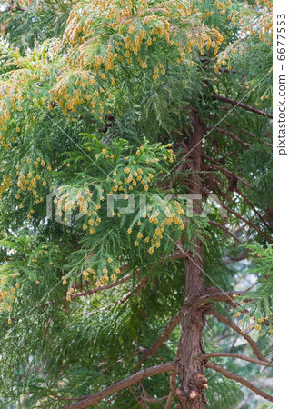 Sugi釋放花粉 Sugi釋放花粉 6677553