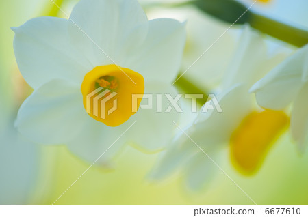 日本水仙花 6677610