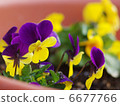 Viola 6677766