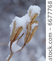 snowball 6677768