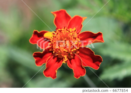 Marigold  6677854