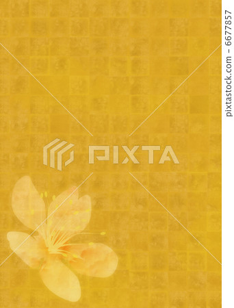 金葉花 金葉花 6677857