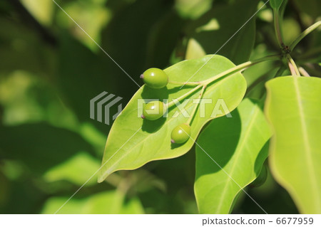 Seaweed fruit 6677959