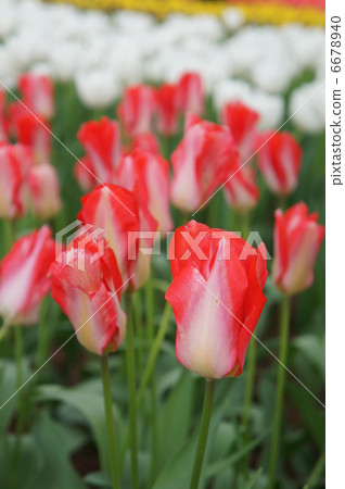 Tulip sunwings Tulip sunwings 6678940
