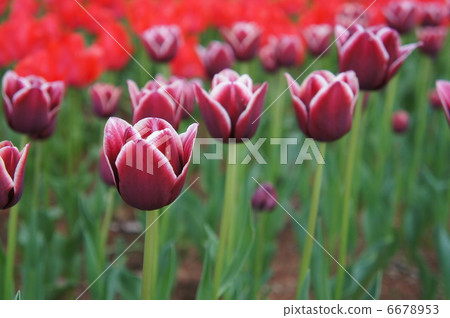 Tulip Simon 6678953