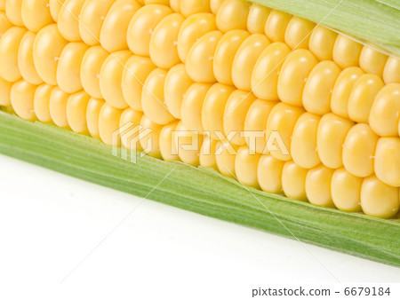ripe yellow corn on white ripe yellow corn on white 6679184