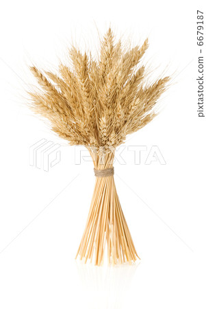 ears of barley  isolated on white 6679187