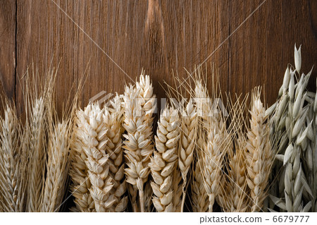 ears of cereals on wood ears of cereals on wood 6679777