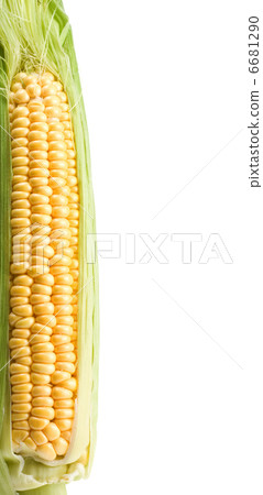 ripe yellow corn on white ripe yellow corn on white 6681290