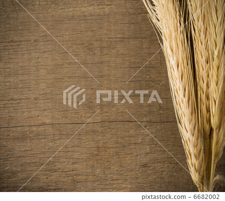 ears spike on wood texture 6682002