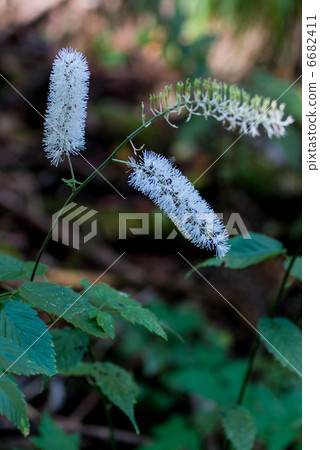 Sarashina Shuma 6682411