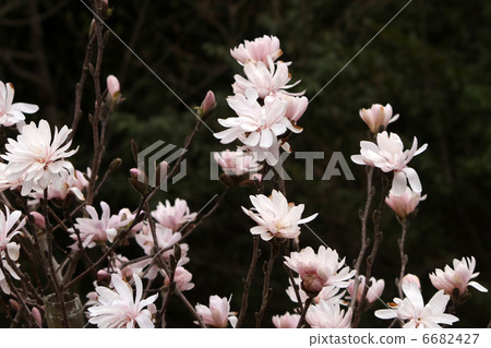 星花木蘭 星花木蘭 6682427