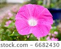 Morning dew and morning Morning dew and morning 6682430