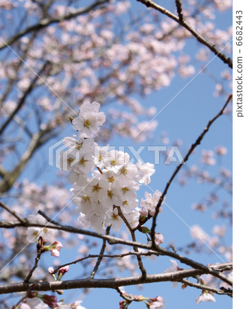 Sakura Sakura 6682443