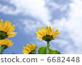 Blue sky and chrysanthemum flowers Blue sky and chrysanthemum flowers 6682448