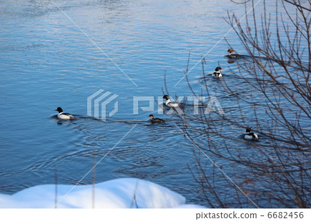 Kitakami River and wild birds near Morioka Station (Miko Aisha, Kawaiiza) Kitakami River and wild birds near Morioka Station (Miko Aisha, Kawaiiza) 6682456