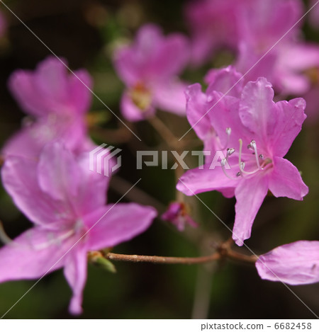 Mitsubara Azalea Mitsubara Azalea 6682458