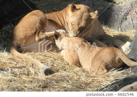 Heartwarming lion breastfeeding scene 6682546