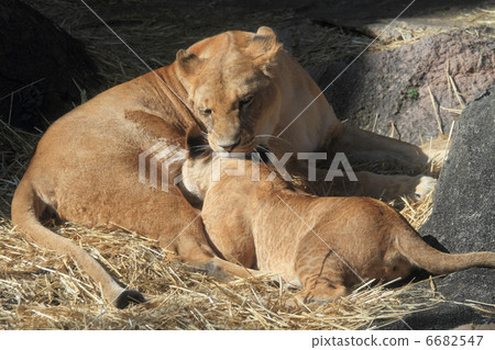 Heartwarming lion breastfeeding scene 6682547