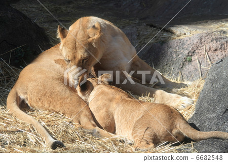 Heartwarming lion breastfeeding scene 6682548
