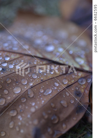 Fallen leaves Fallen leaves 6682595