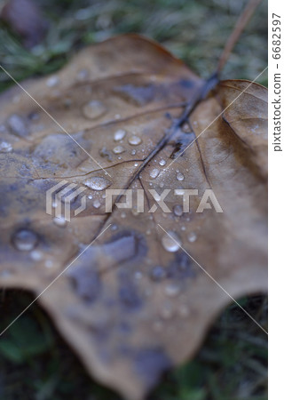 Fallen leaves  6682597