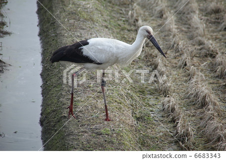 Stork Stork 6683343