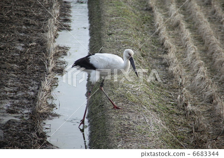 Stork Stork 6683344