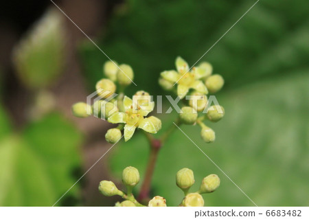 Nobudo flowers Nobudo flowers 6683482