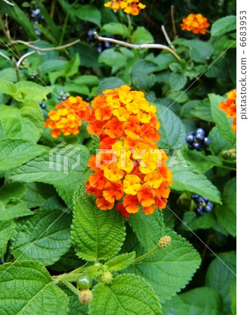 Lantana Lantana 6683953