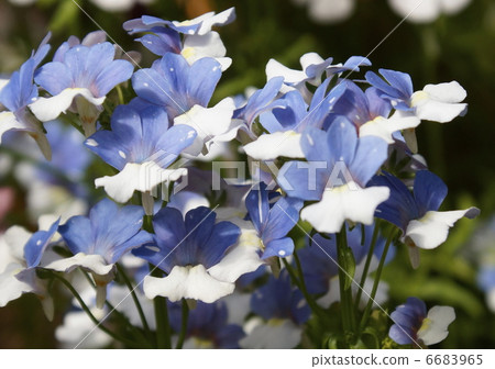 Nemesia Flower 6683965