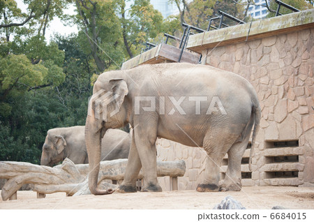 亞洲大象 6684015