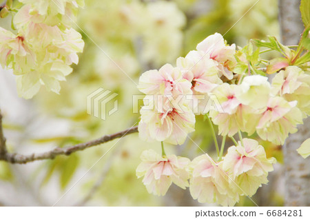 雙櫻桃樹（薑黃） 6684281