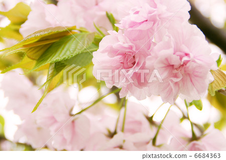 Double cherry blossoms (Fukuroku) 6684363