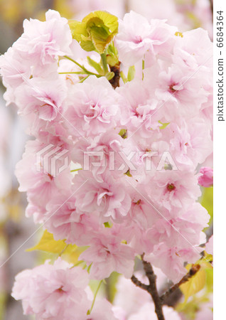 雙櫻花（Fukuroku） 6684364