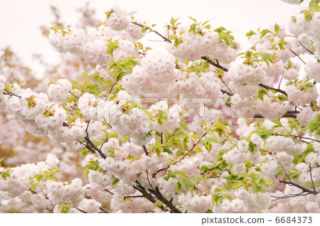 Yaezakura（松月） 6684373