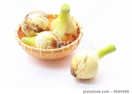 New Onion New Onion 6684498