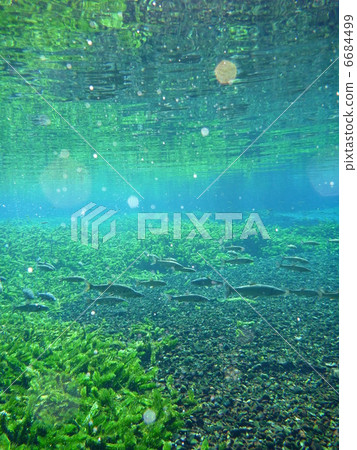 Spring underwater Spring underwater 6684499