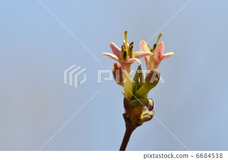 Ugisu Kagura（瑜伽神樂） 6684538