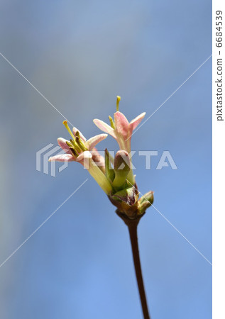 Ugisu Kagura(瑜伽神樂) Ugisu Kagura(瑜伽神樂) 6684539