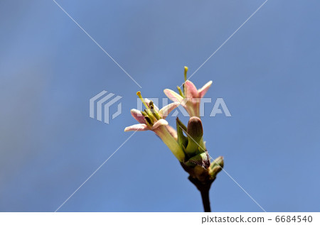 Ugisu Kagura (Yoga Kagura) Ugisu Kagura (Yoga Kagura) 6684540