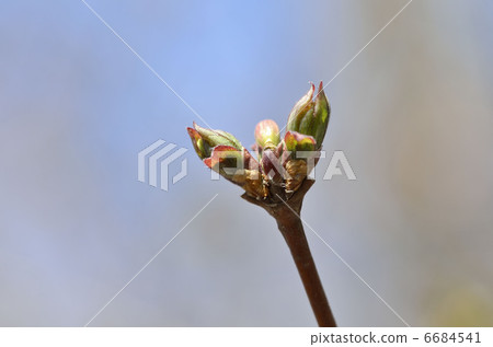 Ugisu Kagura(瑜伽神樂) Ugisu Kagura(瑜伽神樂) 6684541