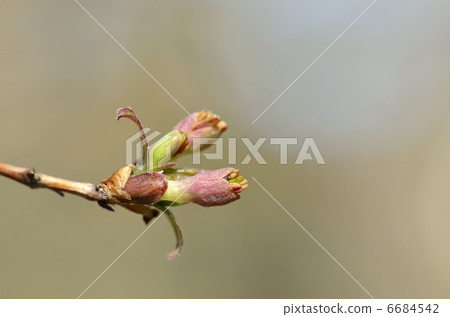 Ugisu Kagura (Yoga Kagura) Ugisu Kagura (Yoga Kagura) 6684542